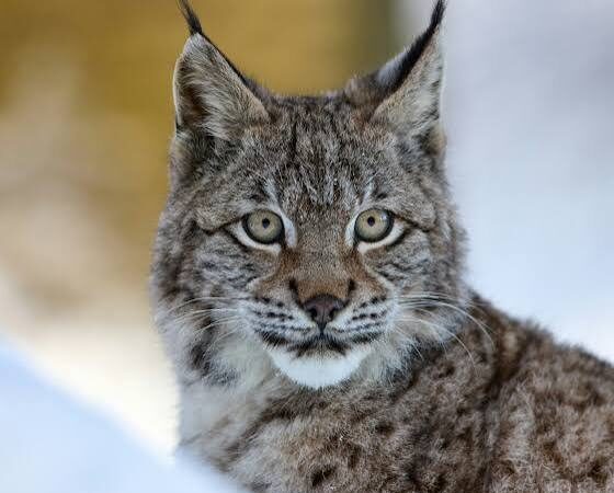 Una humillante derrota por El Lince
